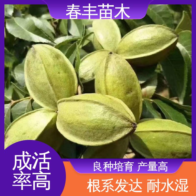 春丰苗木 美国薄壳山核桃苗基地生产 品种纯正 移栽种植 高存活率