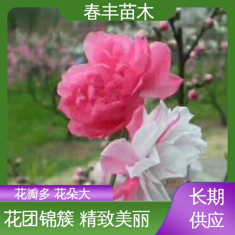春丰苗木 基地现挖 观赏桃花苗多少钱 观赏桃花树苗批发