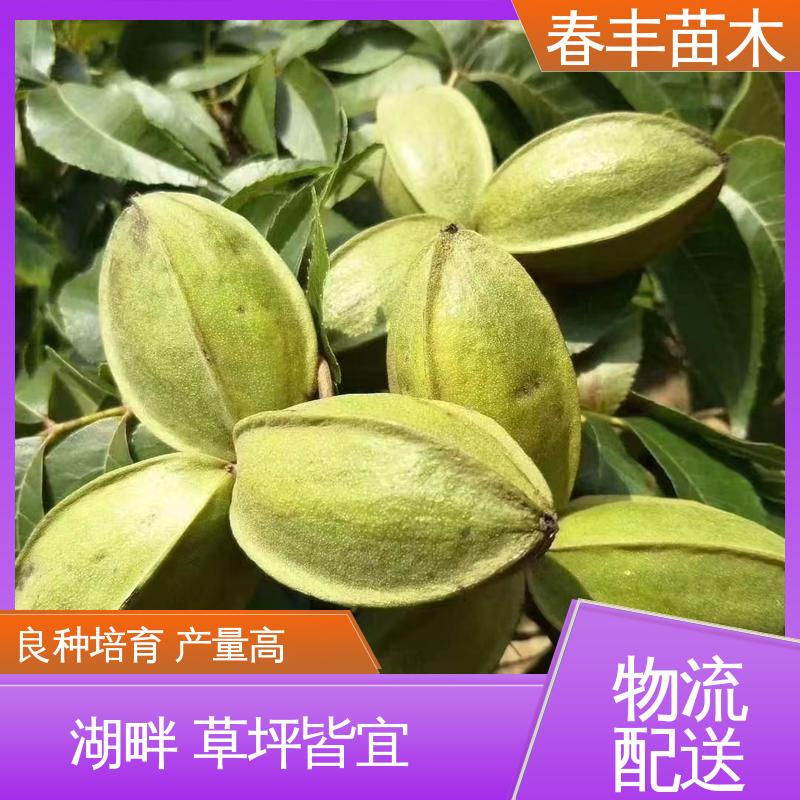 春丰苗木 美国核桃树2元批零销售 规格齐全 物流配送
