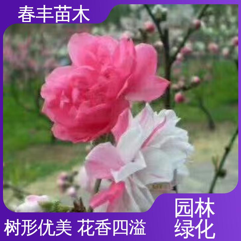 春丰苗木 桃花树苗批发观赏1米高 工程绿化 美化环境 成活率高 适应性