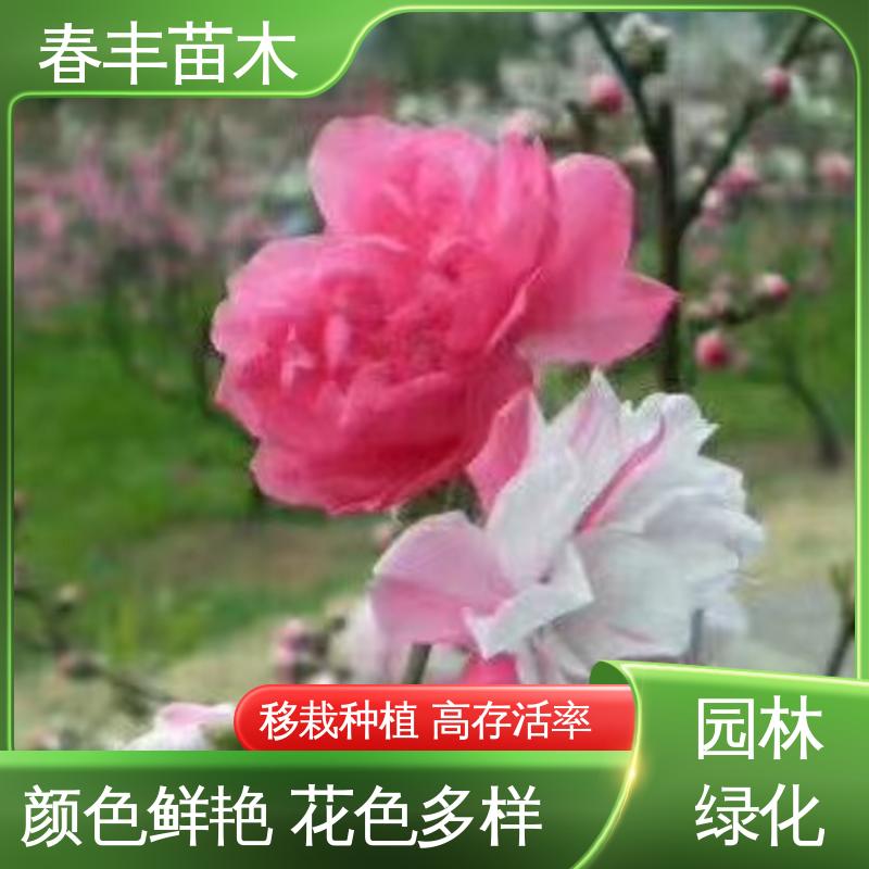 春丰苗木 基地现挖 红菊花桃 8-10公分 花色艳丽动人