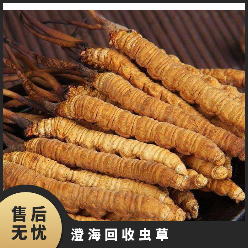 澄 海回收虫草上门电话 高价收购礼盒装散装 合理收费 省时省心