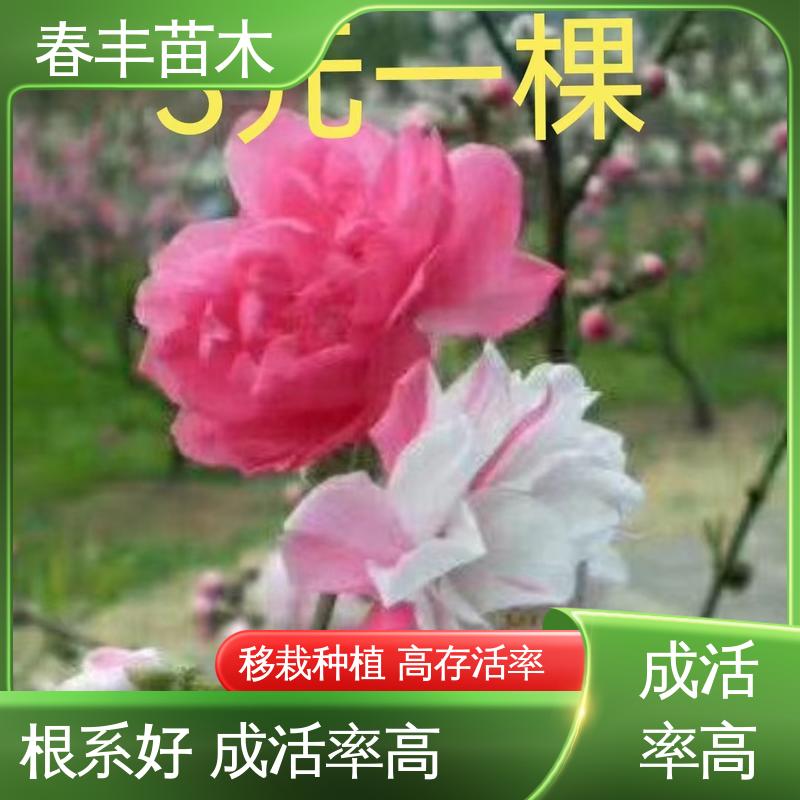 春丰苗木 基地现挖 品虹桃50元上车价 花叶秀丽 易成活