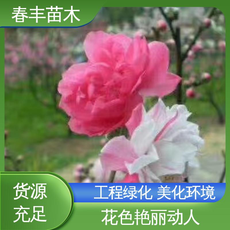 春丰苗木 基地现挖 桃花大树 8-10公分 花瓣多 花朵大 