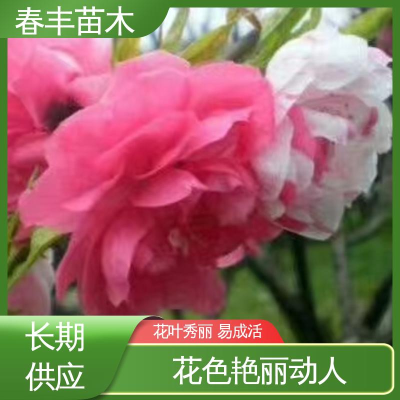 春丰苗木 基地现挖 绿叶碧桃50元上车价 成活率高 适应性强