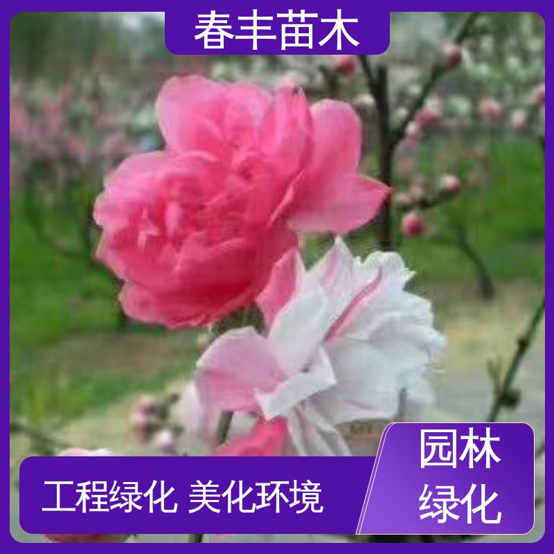 春丰苗木 桃花树苗批发零售 庭院小区绿化造景树 花团锦簇 精致美丽