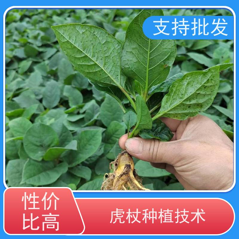 梵丰1号 虎杖苗产地 根须发达耐旱耐寒 种植技术分享