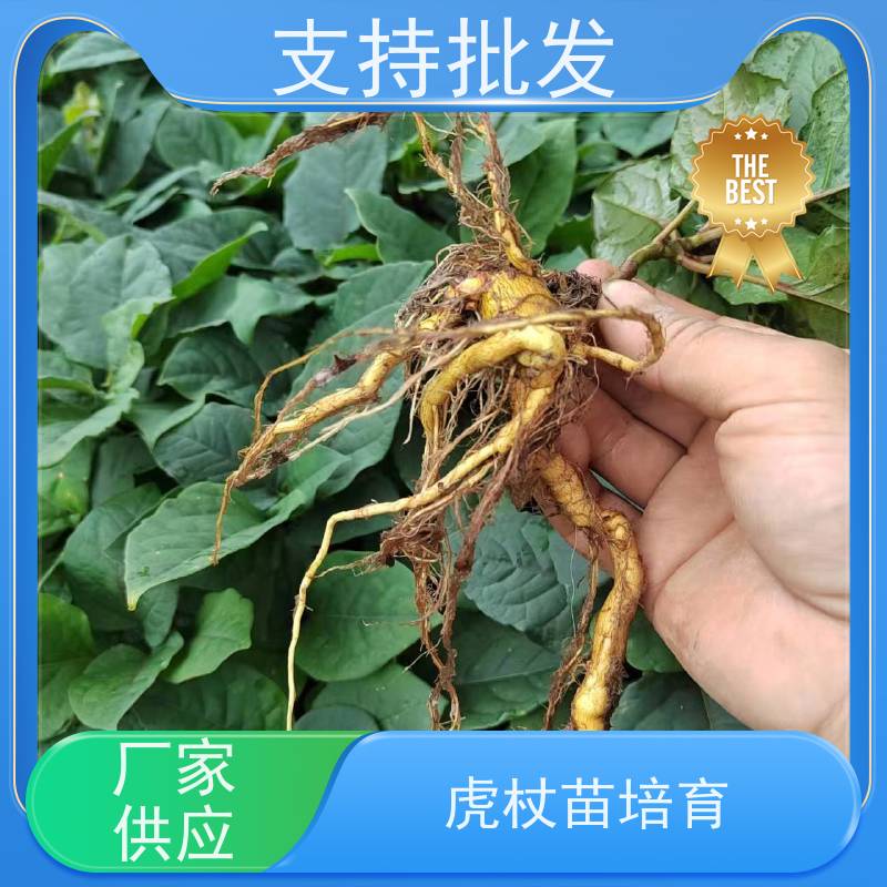 梵丰 虎杖苗 大小苗种苗 中药材 24小时在线接单