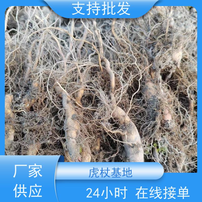 梵丰 虎杖苗 大小苗种苗 中药材 性价比高 诚信经营