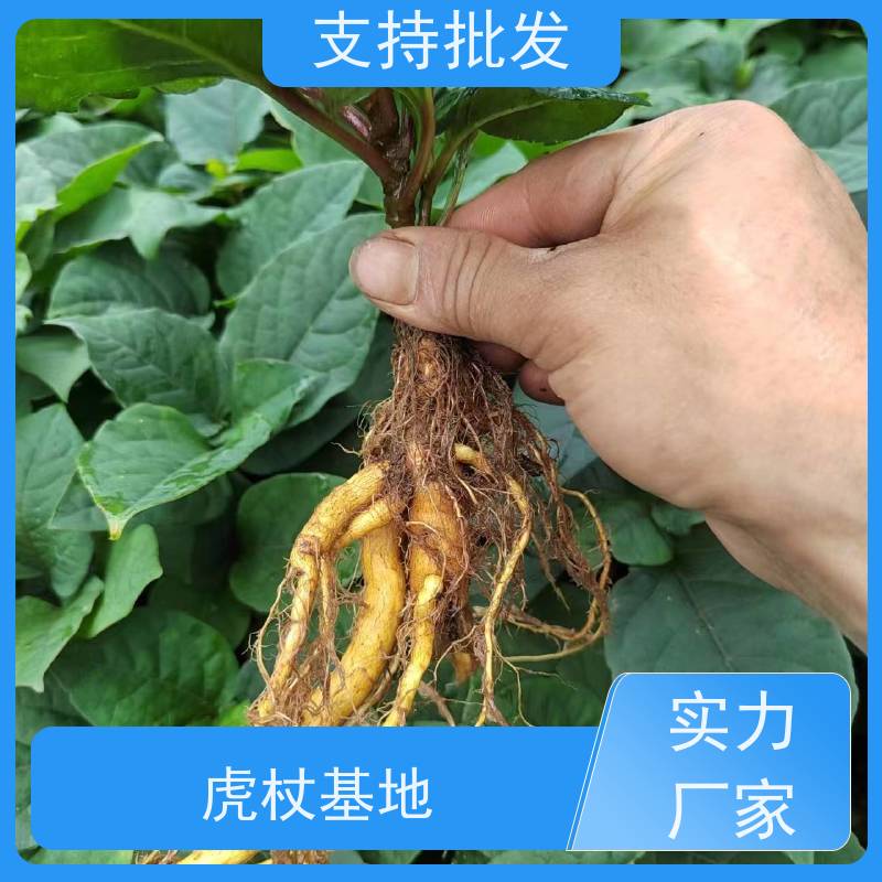 梵丰 虎杖片 大小苗种苗 基地供应 产量高 品质好