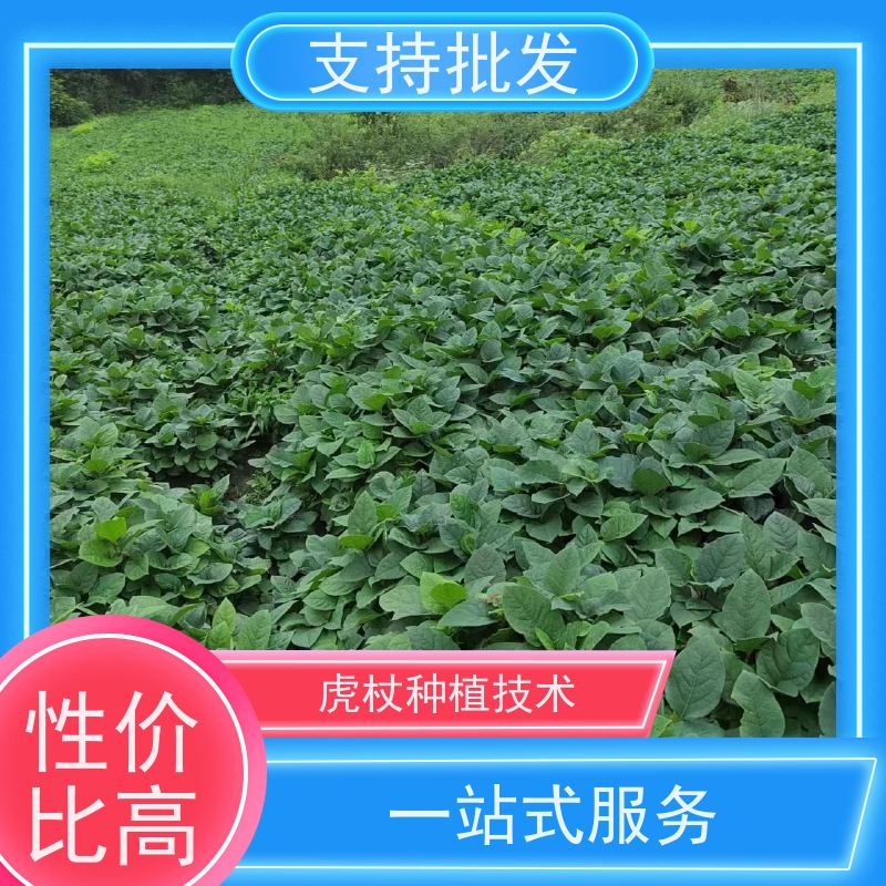 梵丰1号 虎杖苗 大小苗种苗 中药材 成活率高 常绿植物