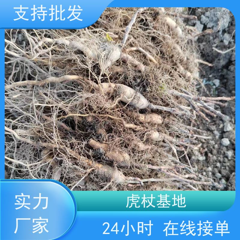 梵丰 虎杖苗 景区园林绿化造景工程苗 性价比高 诚信经营