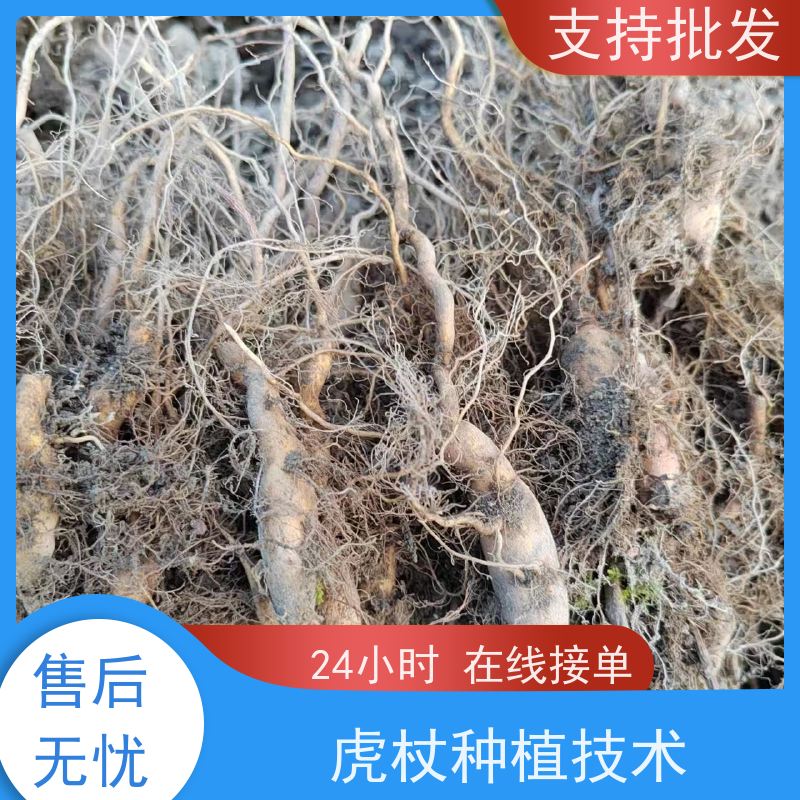 梵丰1号 虎杖苗的种植技术 大小苗种苗 基地供应 阴凉处储存