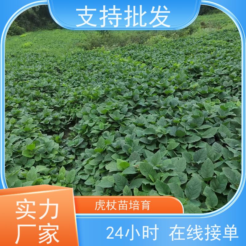 梵丰 虎杖苗 大小苗种苗 中药材 成活率高 常绿植物