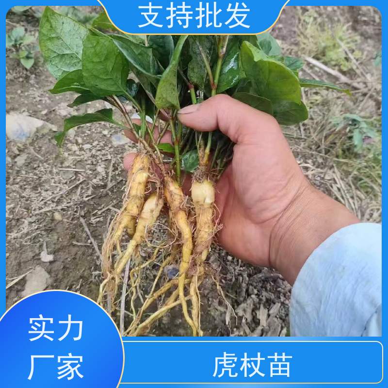 梵丰 虎杖苗 庭院别墅观赏性绿植 性价比高 诚信经营