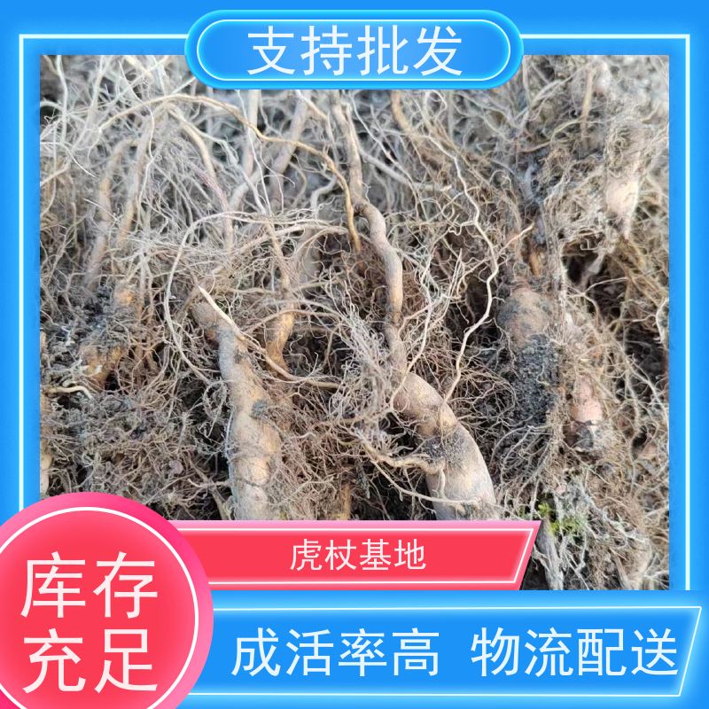 梵丰 虎杖苗 成活率高 常绿植物 性价比高 诚信经营