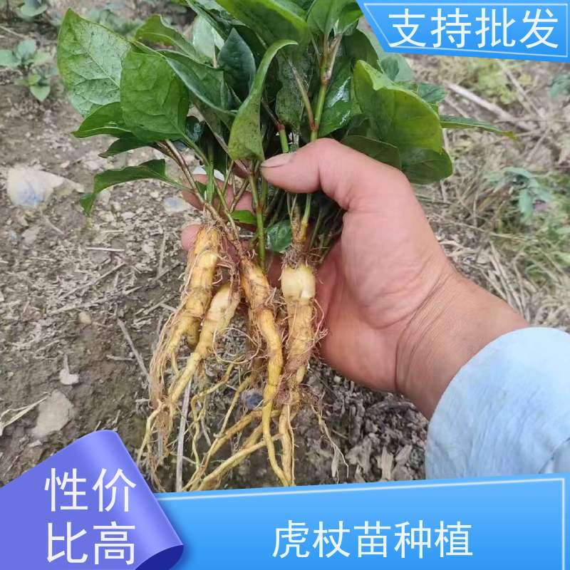 梵丰 虎杖苗 家庭园艺 应用场景广泛 性价比高 诚信经营