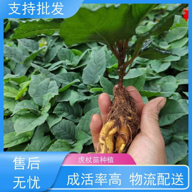 梵丰 虎杖苗 家庭园艺 应用场景广泛 厂家供应 在线接单