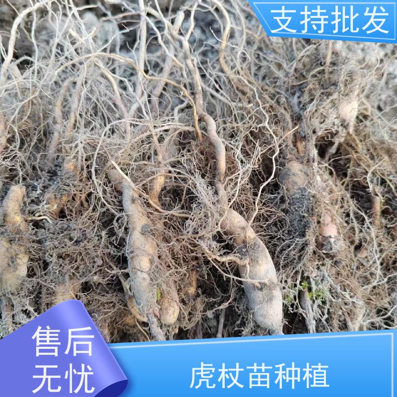 梵丰 虎杖苗 家庭园艺 应用场景广泛 24小时在线接单