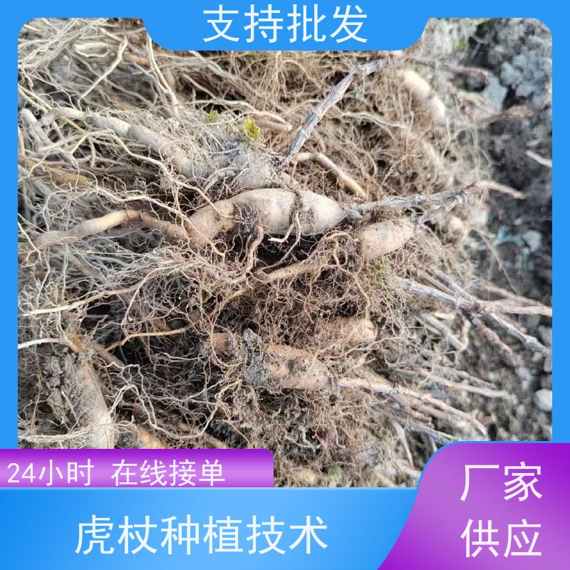 梵丰 虎杖育苗 根须发达耐旱耐寒 产量高 用途广泛 具有较高的经济效益