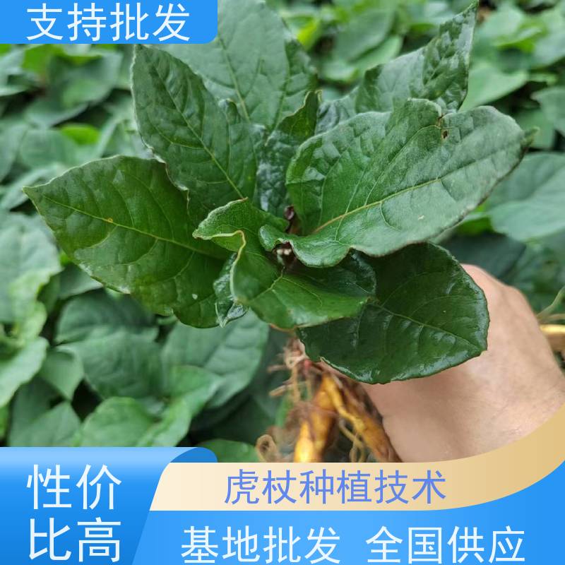 梵丰 虎杖苗 家庭园艺 应用场景广泛 观赏绿植 适应性广