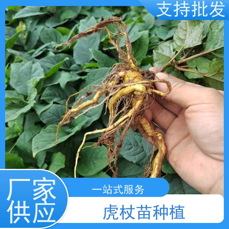 梵丰1号 人工培育虎杖苗 根须发达耐旱耐寒 家庭园艺 应用场景广泛