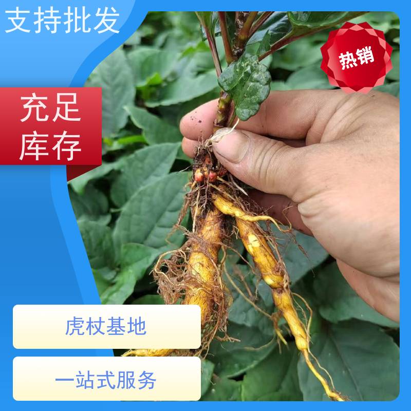 梵丰1号 虎杖苗 大小苗种苗 基地供应 属多年生草本植物