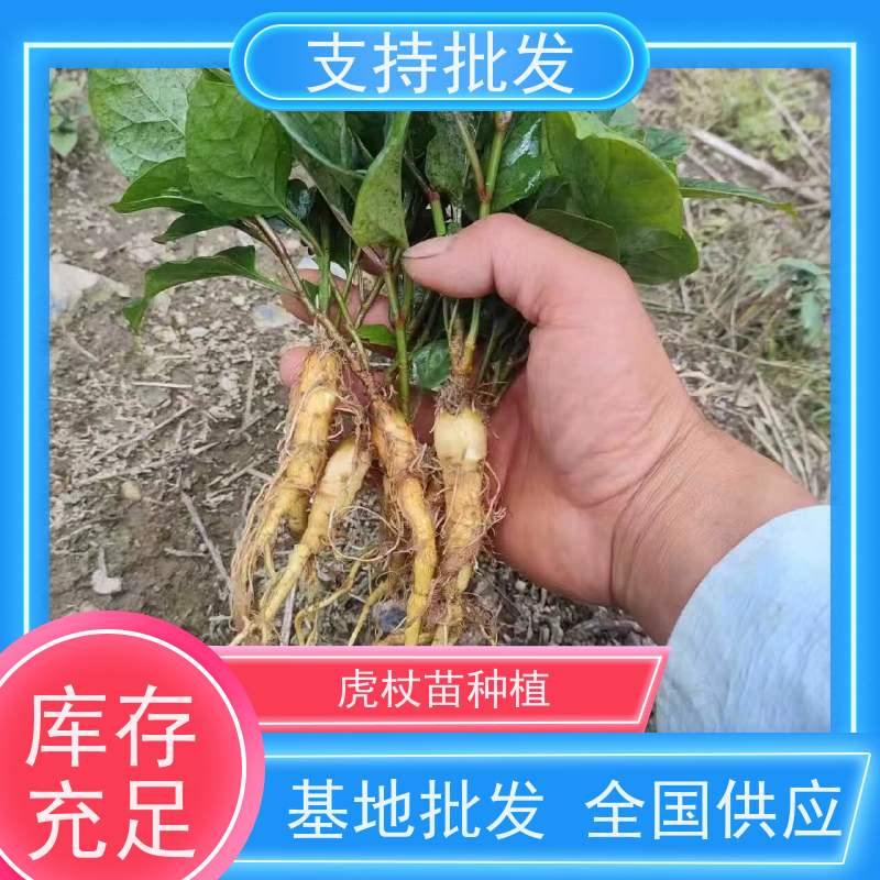 梵丰 虎杖基地 根须发达耐旱耐寒 苗圃产地 品质保证