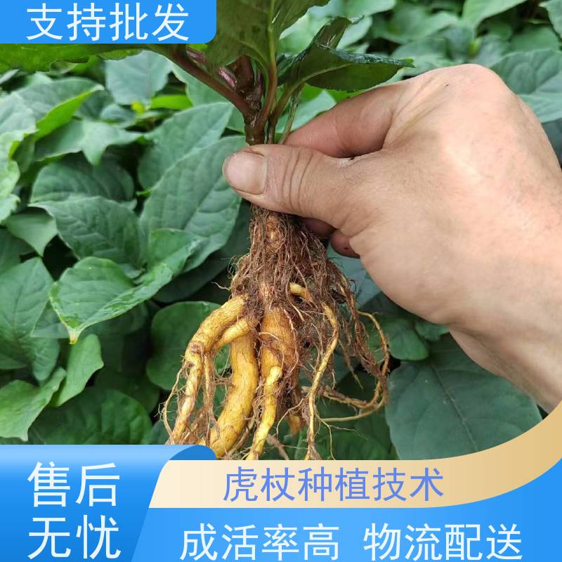梵丰1号 虎杖苗产地 大小苗种苗 基地供应 属多年生草本植物