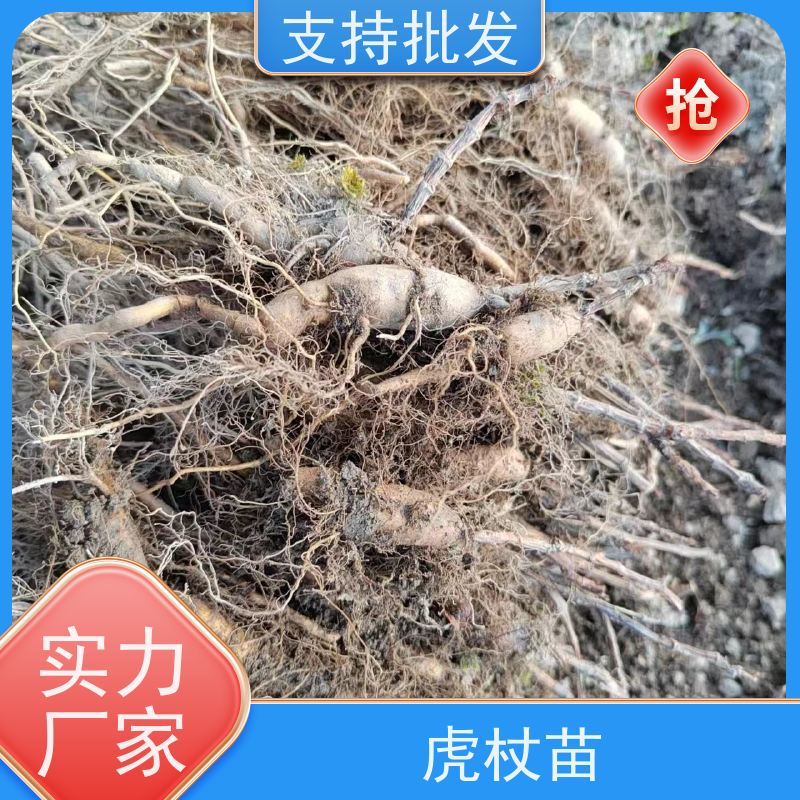 梵丰1号 虎杖驯化 景区园林绿化造景工程苗 厂家供应
