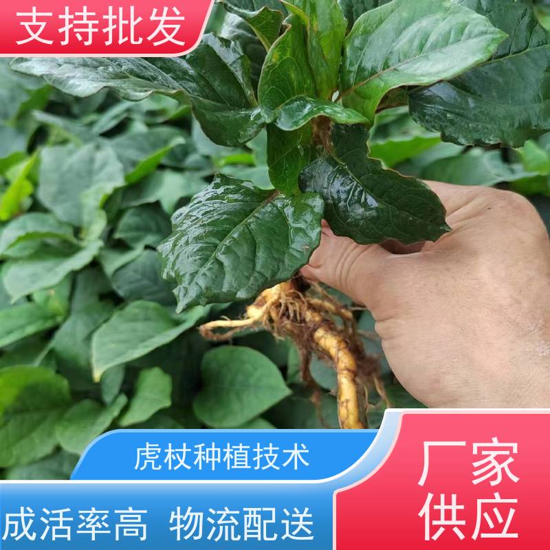 梵丰1号 虎杖苗 根须发达耐旱耐寒 苗圃产地 品质保证
