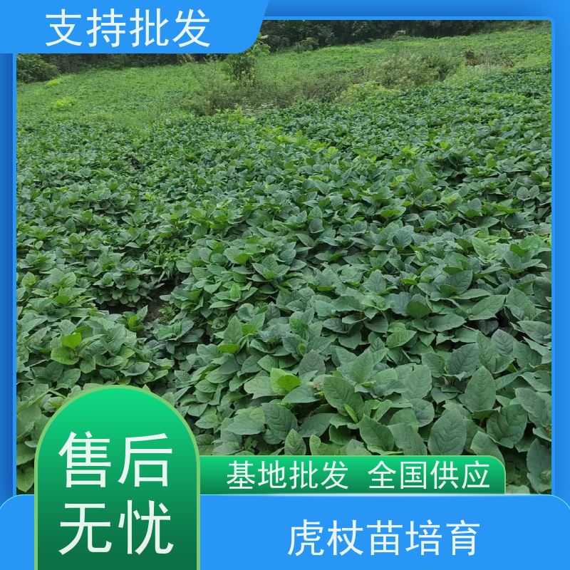梵丰 虎杖 景区园林绿化造景工程苗 观赏绿植 适应性广