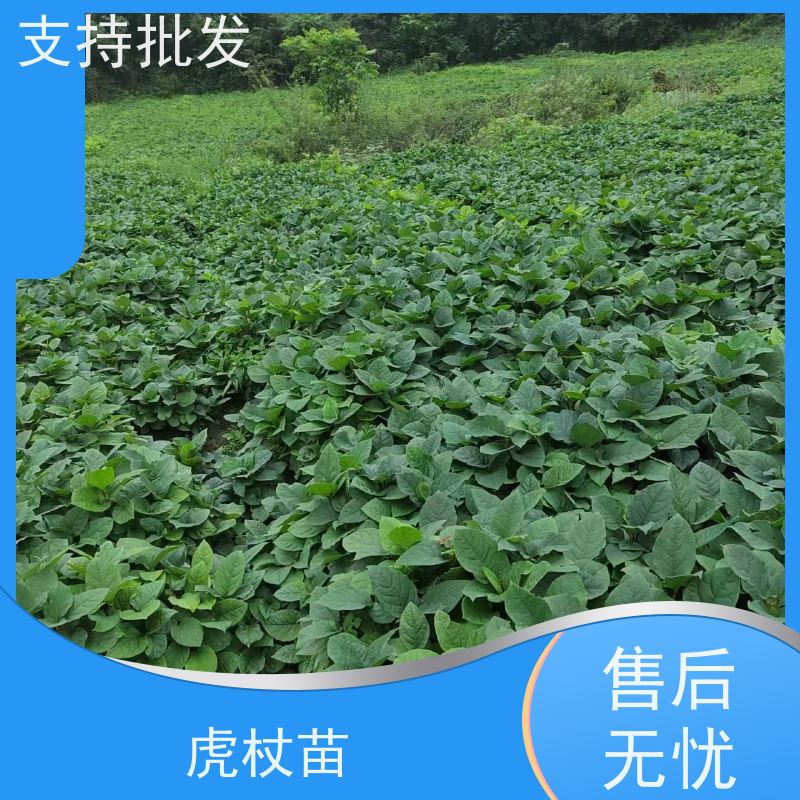 梵丰 虎杖 景区园林绿化造景工程苗 性价比高 诚信经营
