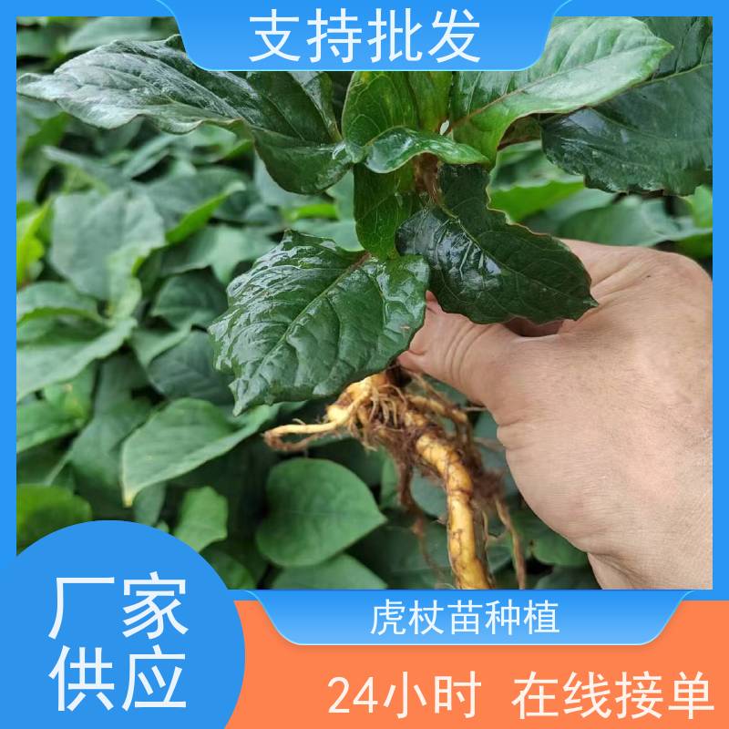 梵丰1号 虎杖苗的养护 大小苗种苗 中药材 家庭园艺 应用场景广泛