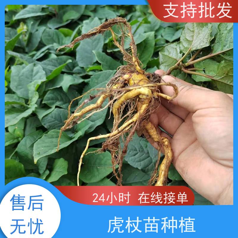 梵丰 虎杖回收 大小苗种苗 中药材 种植技术分享
