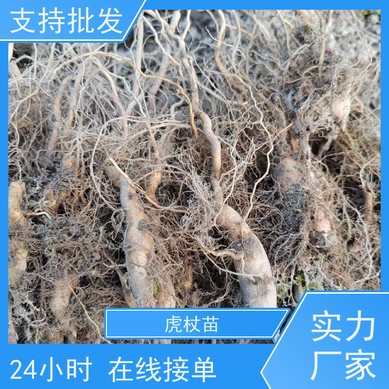 梵丰1号 虎杖苗的养护 庭院别墅观赏性绿植 库存充足 成活率高