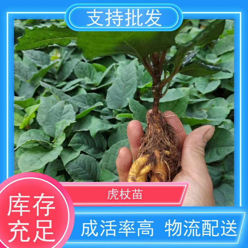 梵丰 虎杖苗种植 根须发达耐旱耐寒 属多年生草本植物