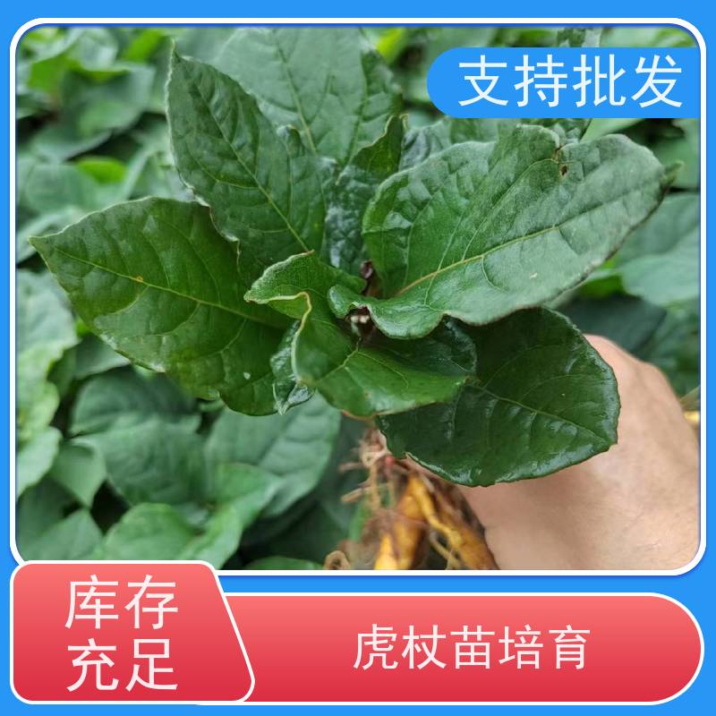 梵丰1号 人工培育虎杖苗 庭院别墅观赏性绿植 性价比高