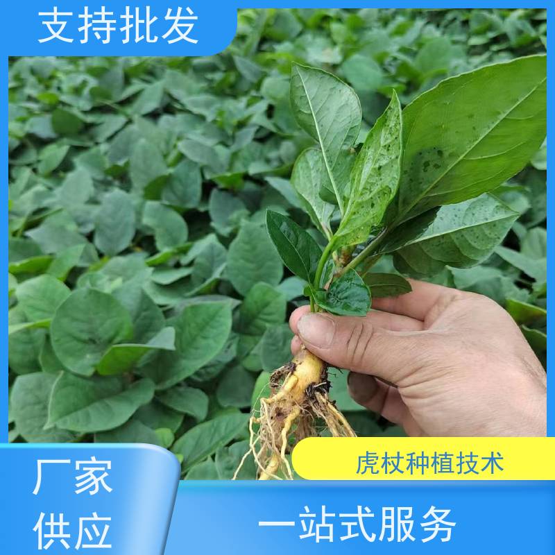 梵丰 虎杖 家庭园艺 应用场景广泛 性价比高 诚信经营