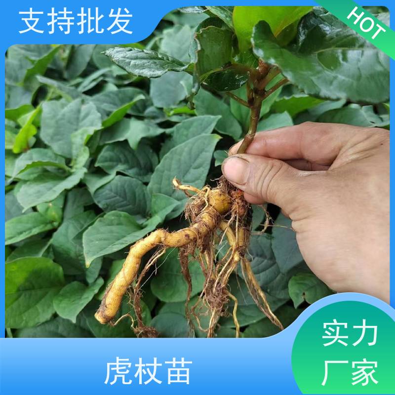 梵丰 虎杖 苗圃产地 品质保证 观赏绿植 适应性广