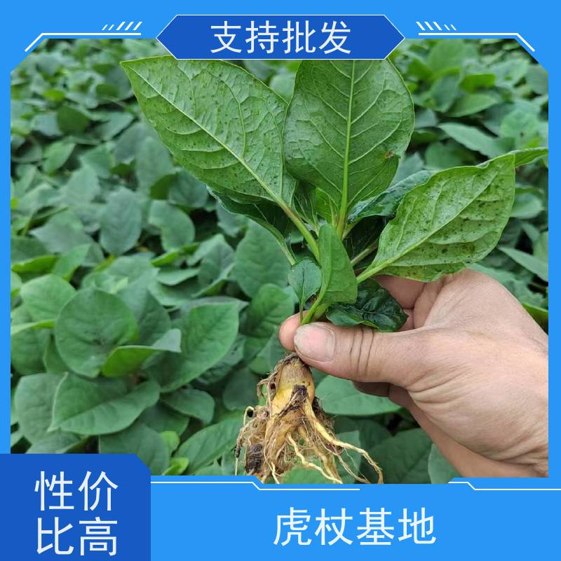 梵丰1号 虎杖苗 根须发达耐旱耐寒 家庭园艺 应用场景广泛