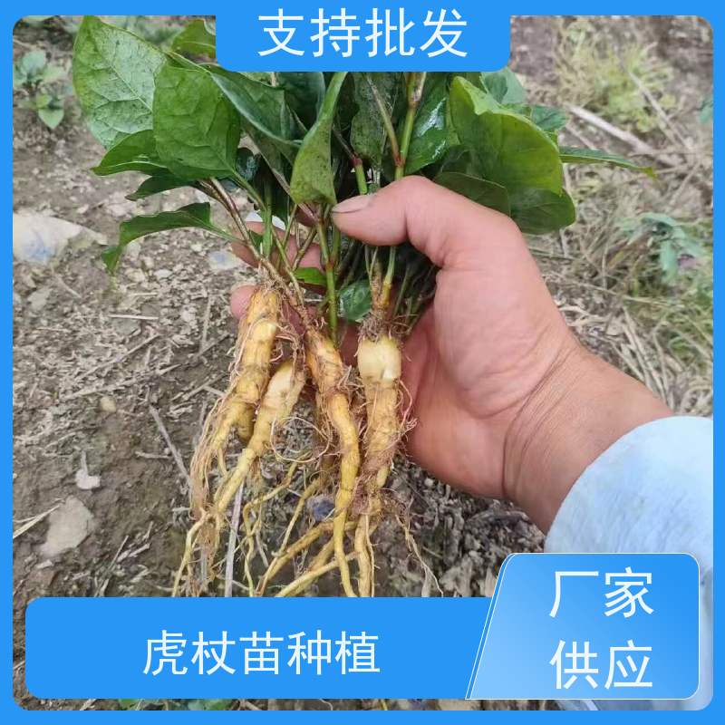 梵丰 虎杖 属多年生草本植物 厂家供应 在线接单