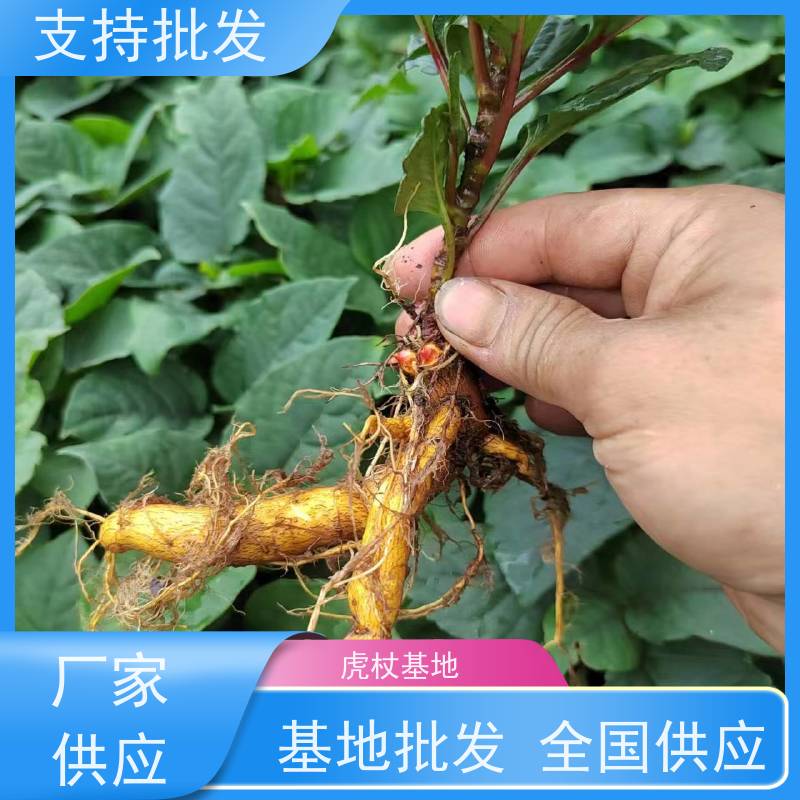 梵丰1号 虎杖用途 大小苗种苗 中药材 产量高 品质好