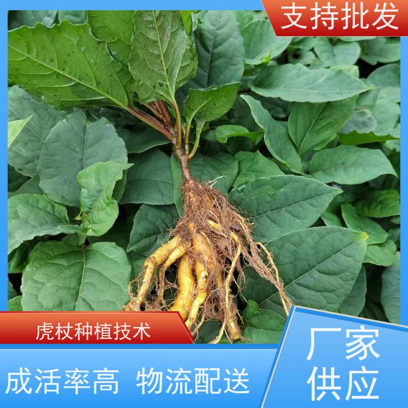 梵丰1号 人工培育虎杖苗 大小苗种苗 基地供应 苗圃产地 品质保证