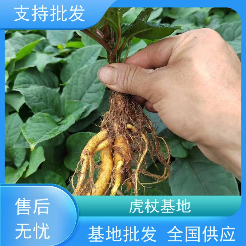 梵丰1号 虎杖驯化苗 大小苗种苗 中药材 苗圃产地 品质保证