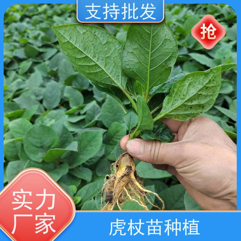 梵丰 虎杖苗的养护 庭院别墅观赏性绿植 欢迎来电洽谈