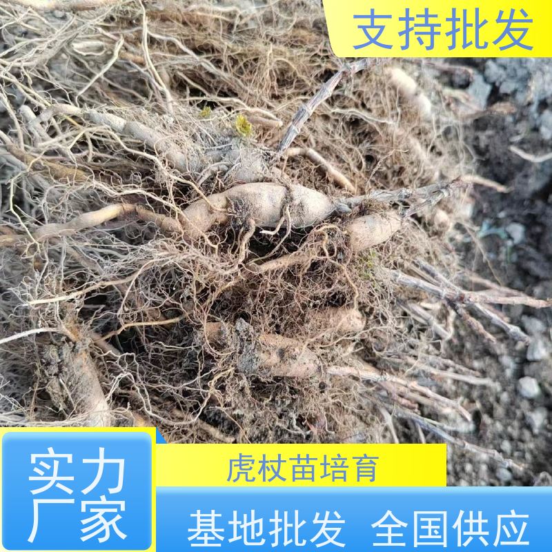 梵丰 虎杖种子 大小苗种苗 中药材 观赏绿植 适应性广