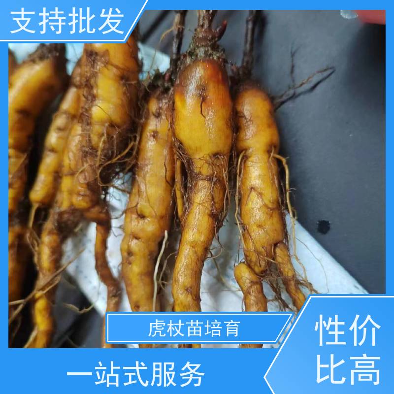 梵丰1号 虎杖苗的养护 大小苗种苗 中药材 种植技术分享