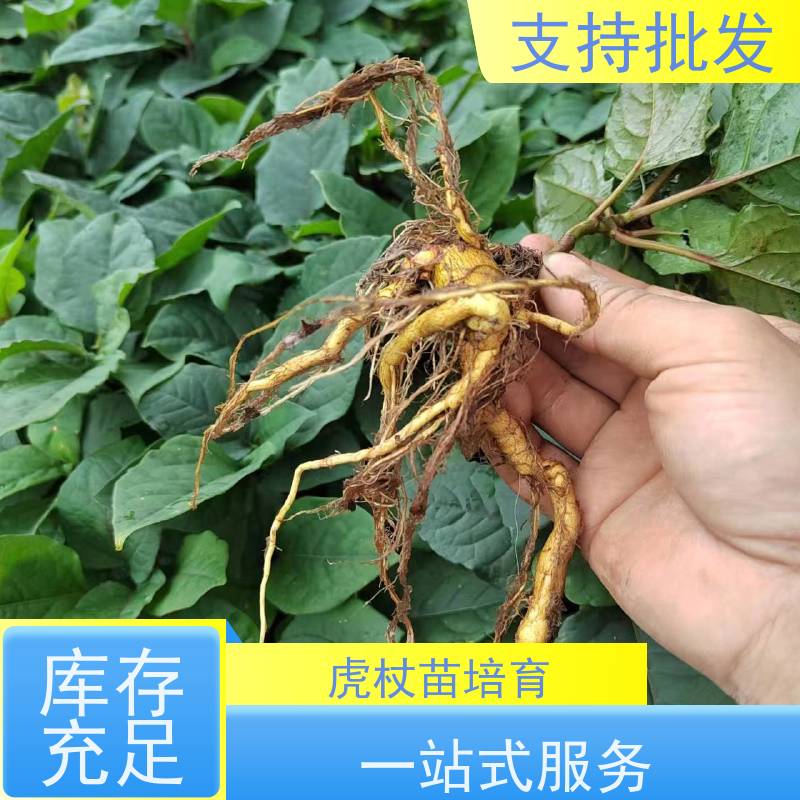 梵丰 虎杖种子 大小苗种苗 中药材 厂家供应 在线接单