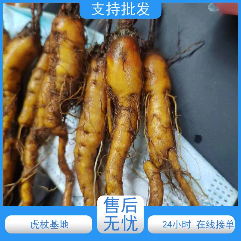 梵丰 虎杖用途 景区园林绿化造景工程苗 在线接单